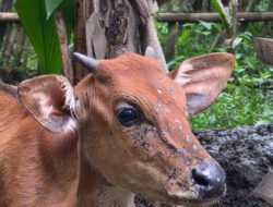 Penyakit Misterius Hantui Ternak di Jembrana, Puluhan Sapi Diduga Suspek LSD