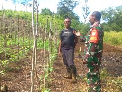 Babinsa Biak Barat Komsos Bersama Petani Dukung Ketahanan Pangan Lokal