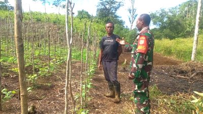 Babinsa Biak Barat Komsos Bersama Petani Dukung Ketahanan Pangan Lokal