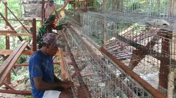Dukung Ekonomi Warga, Babinsa Biak Timur Turun Tangan Bangun Kandang Ayam Petelur
