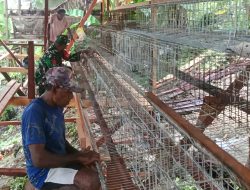 Dukung Ekonomi Warga, Babinsa Biak Timur Turun Tangan Bangun Kandang Ayam Petelur