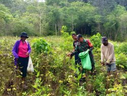 Dukung Hanpangan, Babinsa Numfor Bantu Petani Panen Kacang Hijau