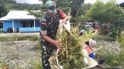Wujudkan Lingkungan Bersih, Babinsa Bantu Bersihkan Halaman Rumah Kepala Kampung Fanindi