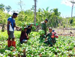 Babinsa Numfor Dampingi Panen Sayur di Kampung Kornasoren