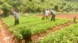 Turun ke Kebun, Babinsa Biak Barat Berikan Motivasi kepada Petani Kacang Tanah