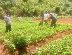 Turun ke Kebun, Babinsa Biak Barat Berikan Motivasi kepada Petani Kacang Tanah