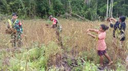 Dukung Hanpangan Lokal, Babinsa Numfor Bantu Warga Panen Pokem