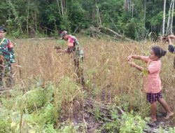 Dukung Hanpangan Lokal, Babinsa Numfor Bantu Warga Panen Pokem