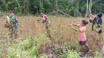 Dukung Hanpangan Lokal, Babinsa Numfor Bantu Warga Panen Pokem