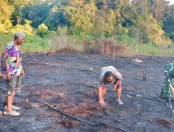 Babinsa Turun ke Kebun, Ada Apa?