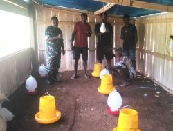 Babinsa Biak Utara Motivasi Warga Kembangkan Ayam 