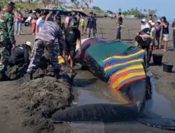 Astaga Ada Paus Terdampar di Pantai Perancak