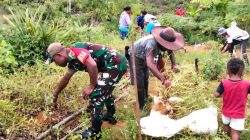Panen Kacang, Babinsa Hadir Bantu Warga