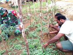 Babinsa Biak Barat Bantu Petani Cabai di Kampung Marisen