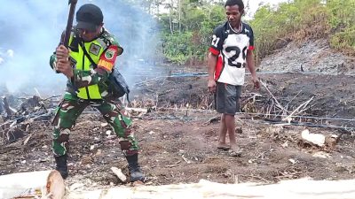 Babinsa Biak Barat Bantu Warga Belah Pohon Palem untuk Lantai Pondok Kebun