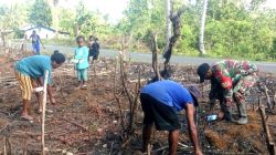 Babinsa Dampingi Warga Menanam Kacang Hijau