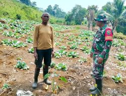Babinsa Biak Barat Berikan Motivasi kepada Petani di Tengah Kemarau Panjang