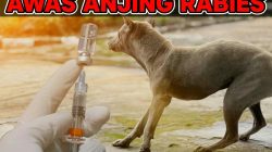 Astaga…! Ada Kasus Gigitan Anjing Rabies di Desa Penyaringan, Para Korban Langsung Divaksin