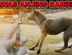 Astaga…! Ada Kasus Gigitan Anjing Rabies di Desa Penyaringan, Para Korban Langsung Divaksin