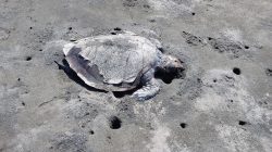 Astaga…! Ada Penyu Hijau Dewasa Ukuran Besar Ditemukan Mati di Pesisir Pantai Rambut Siwi