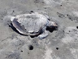 Astaga…! Ada Penyu Hijau Dewasa Ukuran Besar Ditemukan Mati di Pesisir Pantai Rambut Siwi