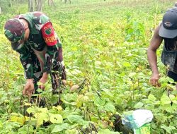 Babinsa Numfor Dorong Semangat Bertani Warga Saat Panen Kacang Hijau