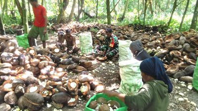Babinsa Supiori Utara Bantu Warga Olah Kelapa Menjadi Kopra di Pulau Mapia