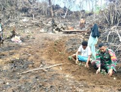 Babinsa Biak Barat Bantu Menanam Keladi dan Ubi Jalar di Kebun Warga