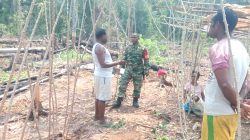 Babinsa Numfor Kunjungi Kebun Warga dan Berikan Motivasi kepada Petani