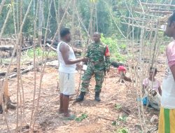 Babinsa Numfor Kunjungi Kebun Warga dan Berikan Motivasi kepada Petani