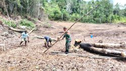 Babinsa Biak Barat Bantu Kelompok Tani Siapkan Lahan Padi Gogo