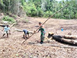 Babinsa Biak Barat Bantu Kelompok Tani Siapkan Lahan Padi Gogo