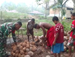 Babinsa Bantu Anak Sekolah Minggu Kumpulkan Kelapa untuk Kas Remaja Jemaat Yembeba