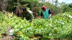 Babinsa Koramil Biak Barat Bantu Pemuda Kampung Warberik Rawat Tanaman Cabai