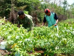 Babinsa Koramil Biak Barat Bantu Pemuda Kampung Warberik Rawat Tanaman Cabai