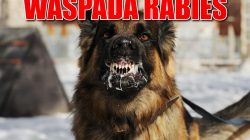 Waspada Rabies, Warga Yehembang Korban Gigitan Anjing Langsung Ditangani