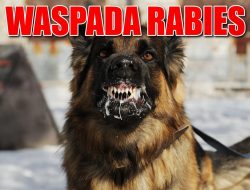 Waspada Rabies, Warga Yehembang Korban Gigitan Anjing Langsung Ditangani
