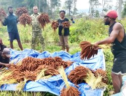 Babinsa Biak Barat Bersama Warga Panen Pokem di Kampung Sarwa