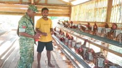 Babinsa Koramil Numfor Dampingi Kelompok Peternakan Ayam Petelur di Kampung Barkori