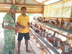 Babinsa Koramil Numfor Dampingi Kelompok Peternakan Ayam Petelur di Kampung Barkori